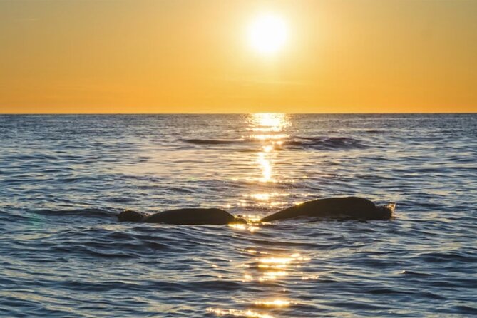 Dolphin Watching Tour – 85% Chance – Drinks & Dinner Included - Dolphin watching with a 50-50 mindset (and why that’s honest)