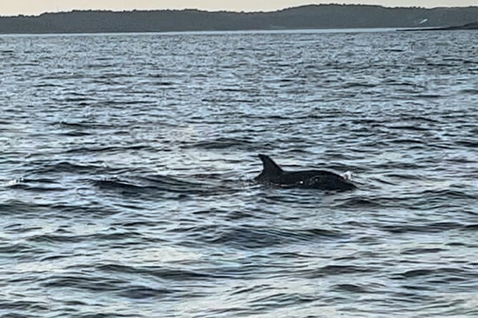 Dolphin Watching Tour – 85% Chance – Drinks & Dinner Included - Dinner on board: good enough for the price, not a gourmet feast