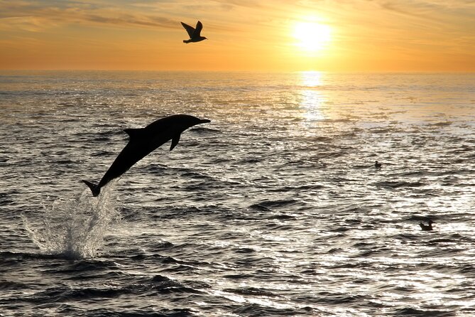 Dolphin Watching Tour – 85% Chance – Drinks & Dinner Included - Drinks included: the fun factor is real