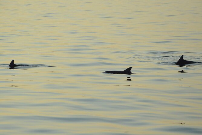 Dolphin Watching Tour – 85% Chance – Drinks & Dinner Included - Porer Lighthouse and Cape Kamenjak: the photo stop that justifies the ticket