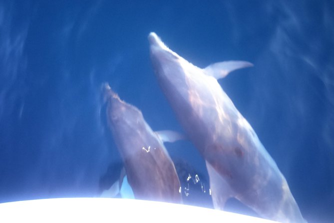 Dolphins Watching in the National Park Brijuni from Pula - The Brijuni National Park stretch: how dolphin watching feels in real time