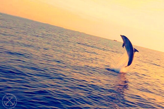 Dolphins Watching in the National Park Brijuni from Pula - How to judge the price: what $56.86 gets you