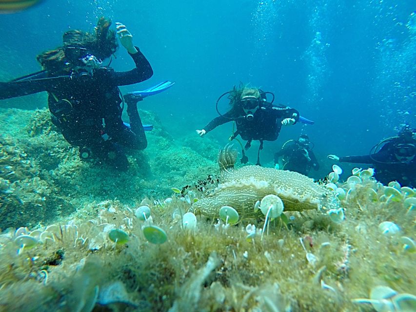 Dubrovnik: 1-Day Discover Scuba Diving Course - Key things to know before you go