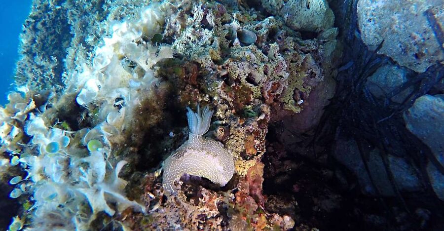 Dubrovnik: 1-Day Discover Scuba Diving Course - The instructors: patient coaching you can actually feel