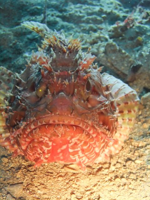Dubrovnik: 1-Day Diving Package - The main underwater stops: caves, walls, lakes, and wrecks
