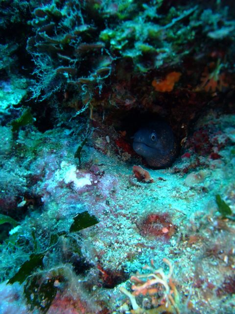 Dubrovnik: 1-Day Diving Package - Where you meet, and how the day is paced