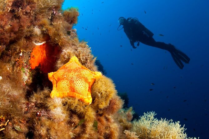 Dubrovnik 1 Dive for Certified Divers - Dubrovnik’s Blue Planet scuba setup: short, focused, and beginner friendly in the right way