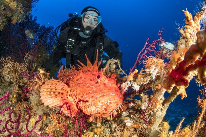 Dubrovnik 1 Dive for Certified Divers - What you can actually see: caves, walls, reefs, and wrecks (when conditions allow)