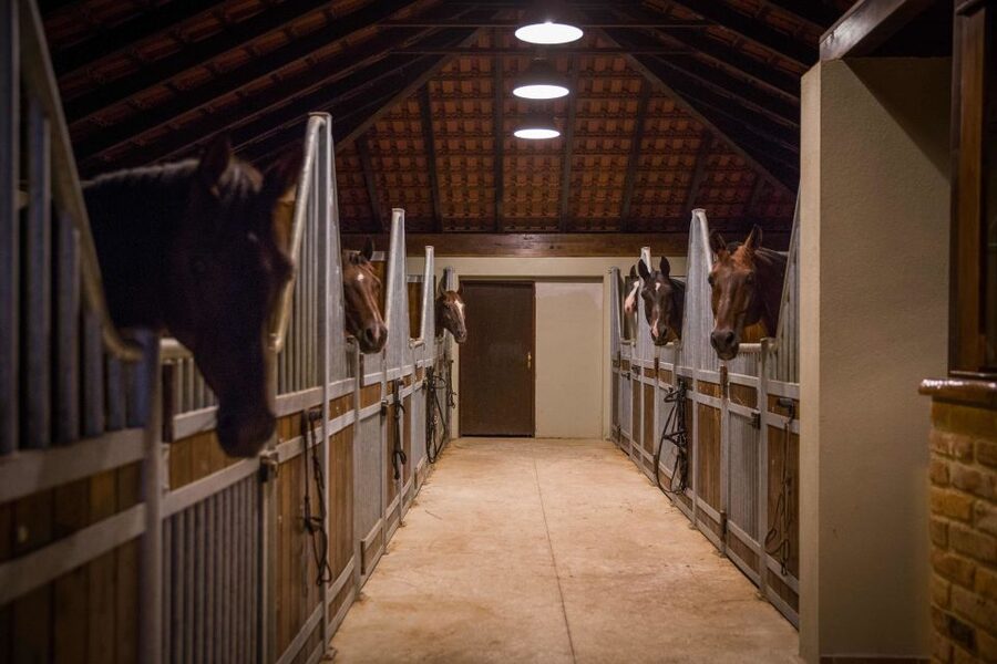 Dubrovnik Kojan Koral: Horseback Riding - The Konavle woodland and rocky coastline trail, with Popovići ruins along the way