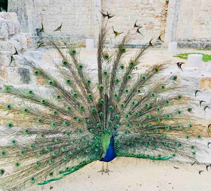 Dubrovnik or Cavtat: Lokrum Island and Betina Cave Boat Tour - Key Highlights at a Glance