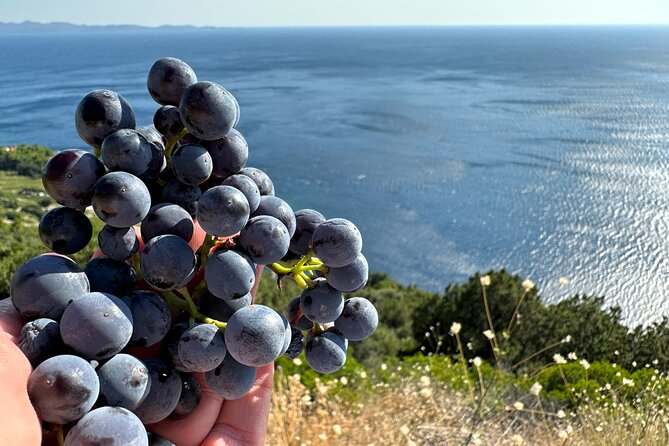 Dubrovnik Private Wine Tasting Tour to Peljesac Peninsula - Majkovi Viewpoint: Quick Stop, Big Payoff