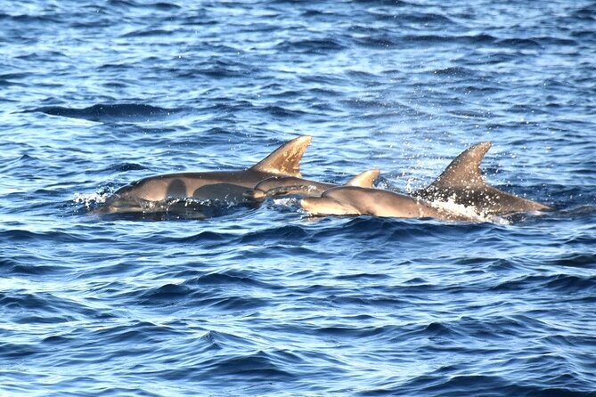 Fantastic DOLPHIN & SUNSET TOUR with dinner ( Pula-NP BRIJUNI ) - Onboard Dinner: Grilled, Included, and Timed Right