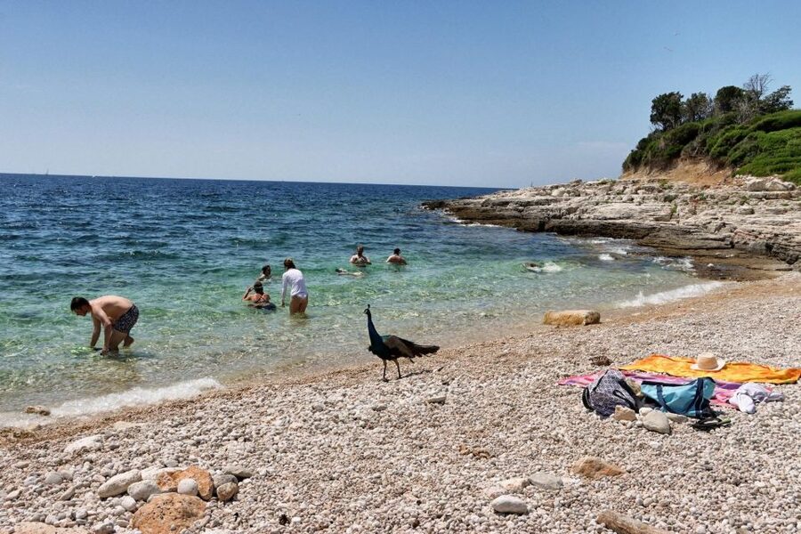 Fazana: Brijuni National Park Scenic Boat Tour - Views of Pula’s harbor: Vila Brijunka and lighthouse Peneda