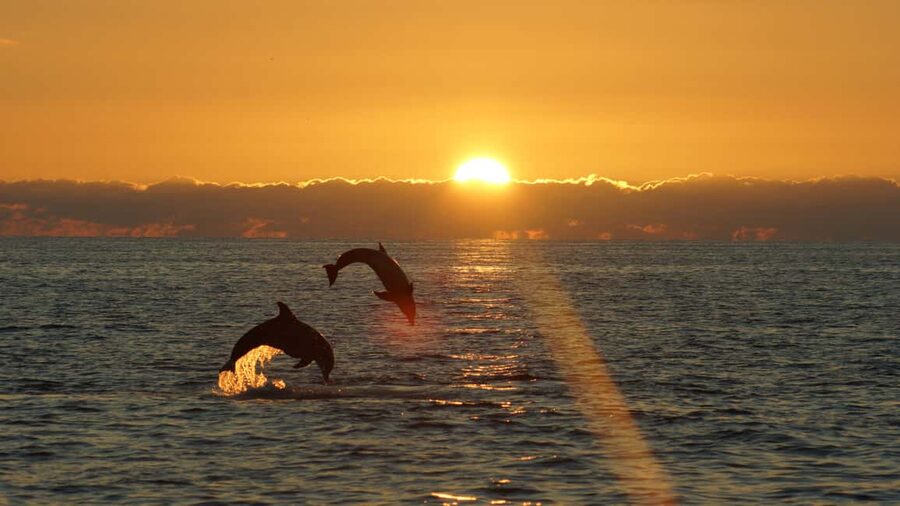 Fazana: Dolphin Finder in Brijuni islands Safari with Dinner - The booking call: should you book this dolphin finder safari?