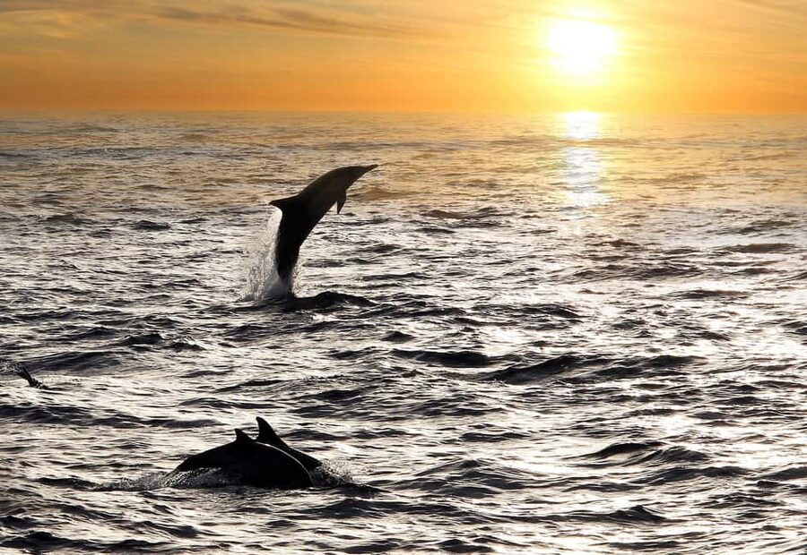 Fazana: Dolphin Finder in Brijuni islands Safari with Dinner - What happens on the boat: dinner, drinks, Wi-Fi, and your own table