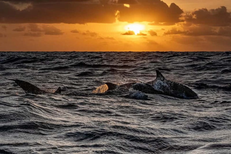 Fazana: Dolphin Finder in Brijuni islands Safari with Dinner - Weather, delays, and why timing can shift on the Adriatic
