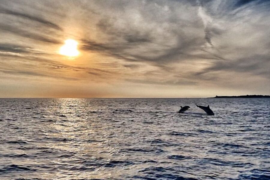 Fazana: Guided Dolphin Watching Sightseeing Cruise at Sunset - Quick hits before you go