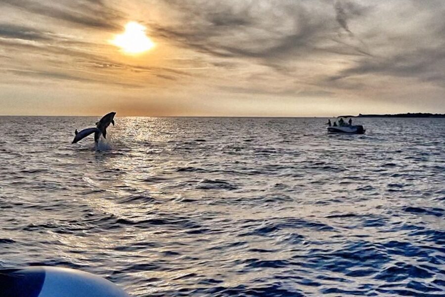 Fazana: Guided Dolphin Watching Sightseeing Cruise at Sunset - Fazana to Brijuni at sunset, a dolphin plan with real scenery
