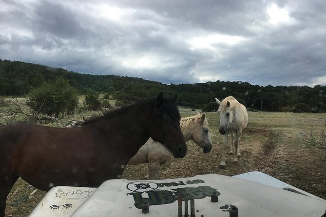 Feel and Taste island Brac with local experts - island adventure to remember - Who should book this Brac jeep tour, and who should not