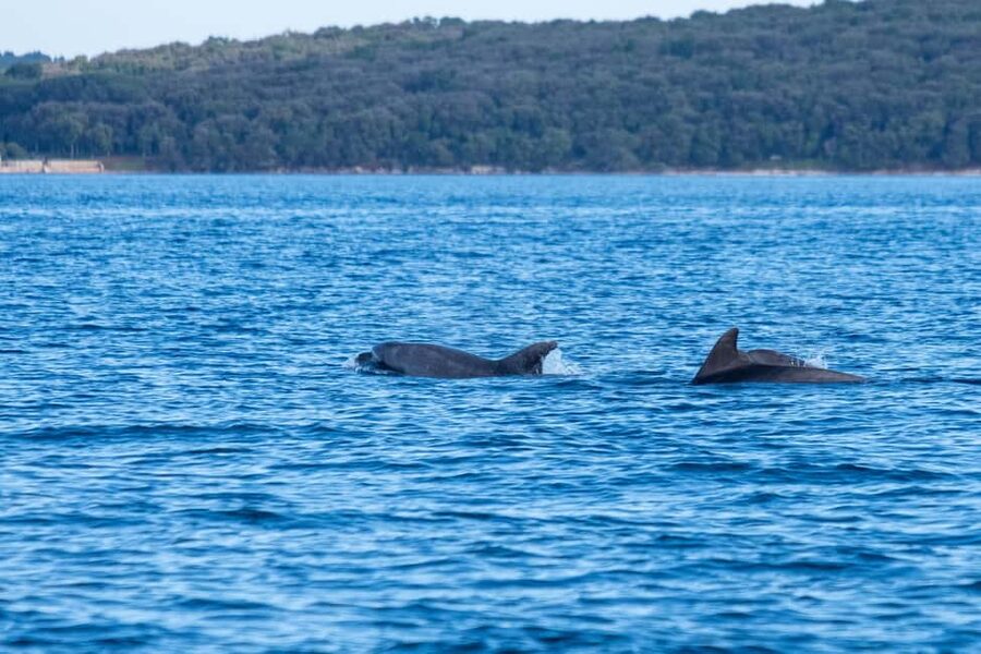 From Fazana: Dolphin watching and snorkeling in Blue Cave - Price and Value: $365 Per Group for Up to 6