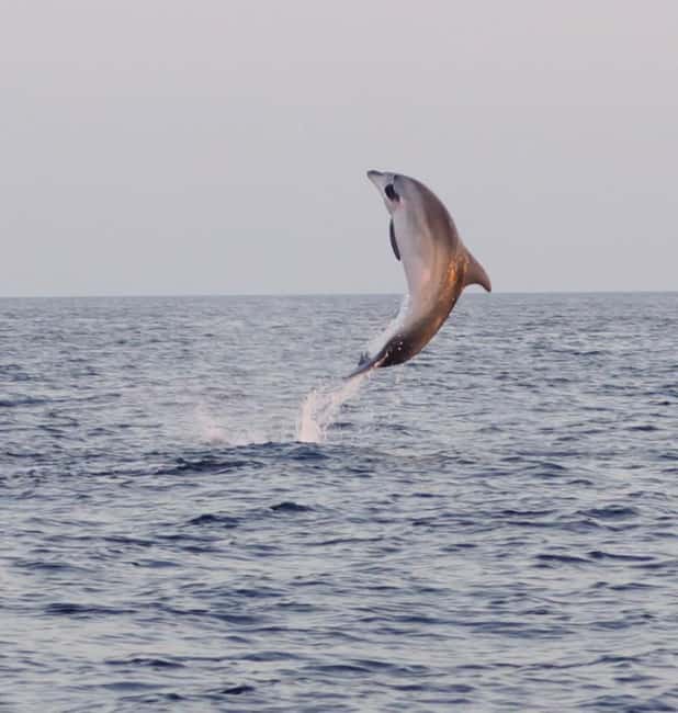 From Fazana: Dolphin watching and snorkeling in Blue Cave - Setting Out From Fažana, With the Right Kind of Speed