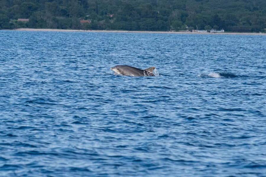 From Fazana: Dolphin watching and snorkeling in Blue Cave - Stop Two: Brijuni National Park Swimming, 45 Minutes of Island-Water Time