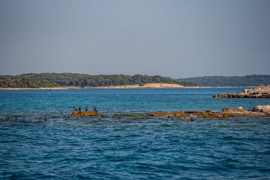 From Fažana: Private boat tour of Brijuni Islands - FAQ