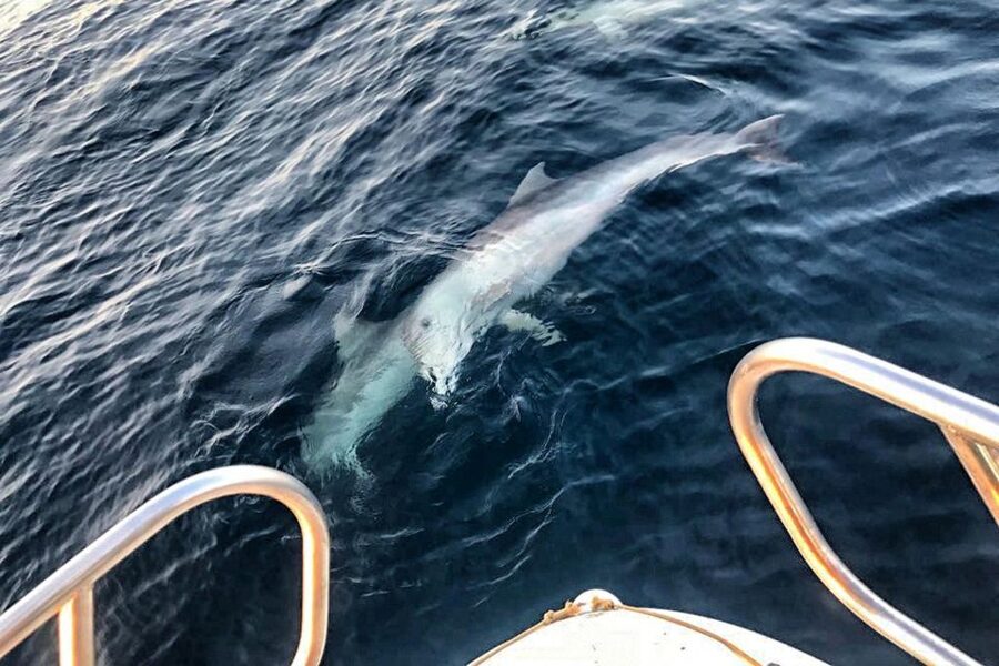 From Fazana: Private sunset dolphin tour - Key things you should know before you go