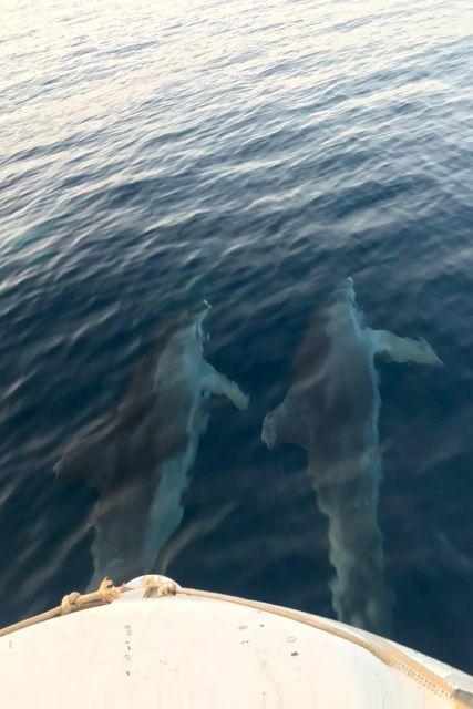 From Fazana: Private sunset dolphin tour - Setting out from Fazana’s main pier, and what to do first