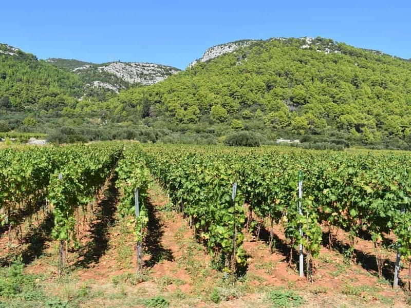 From Korcula Town: Local Wine & Sightseeing Half-Day Tour - Honey, liqueurs, jams, olive oil, and prosciutto and cheese