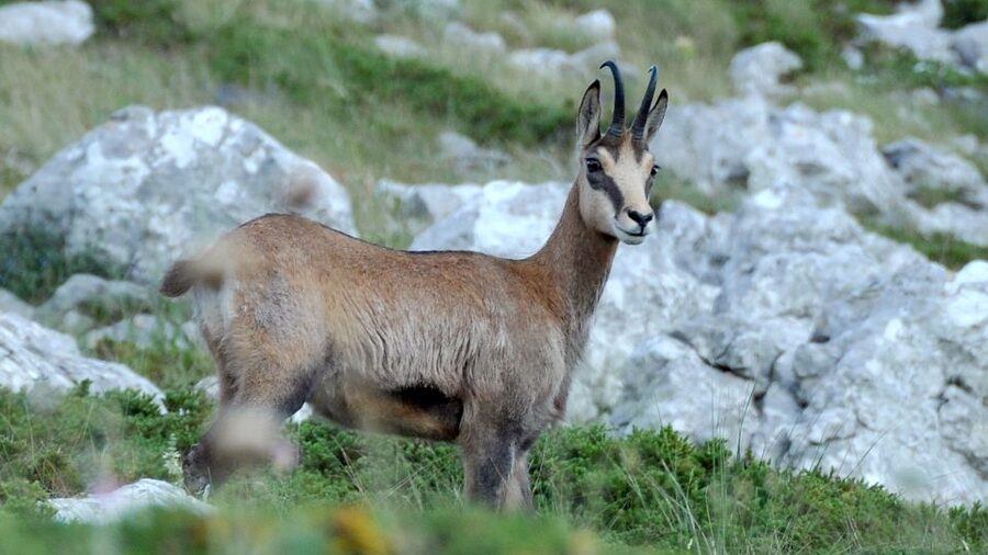 From Makarska: Biokovo Nature Park Guided Tour with Skywalk - Key highlights to clock before you go
