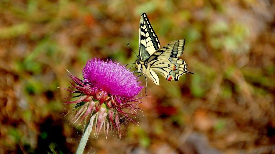 From Makarska: Biokovo Nature Park Guided Tour with Skywalk - Skywalk time: what you’re really paying for