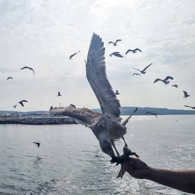From Poreč: Boat Day Trip to Rovinj with Fish Lunch - Poreč to Rovinj: the day starts with coast views, not traffic