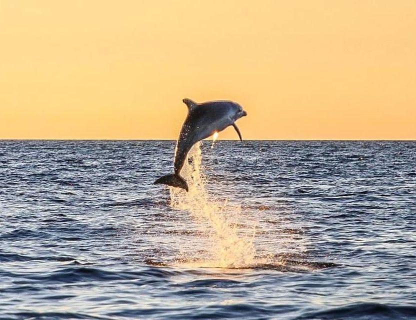 From Poreč: Evening Dolphin Cruise with Welcome Drink - Key highlights worth knowing