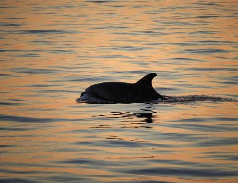 From Poreč: Evening Dolphin Cruise with Welcome Drink - The welcome drink moment before you head out