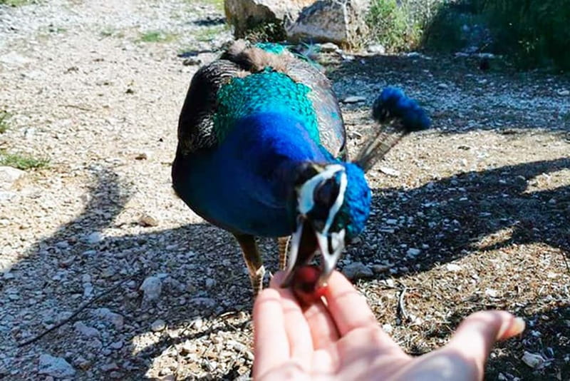 From Pula: Island Stop and National Park Day Cruise - Peacocks and the island vibe: what to realistically expect