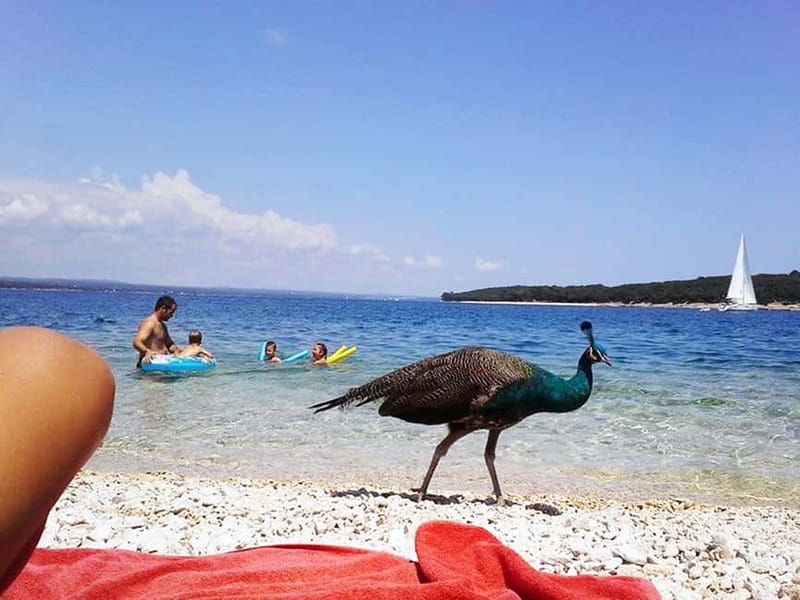 From Pula: Island Stop and National Park Day Cruise - Meeting Larissa on board and getting the real story