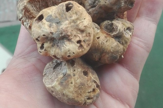 From Pula or Medulin: Istria in one day tour - Truffle Tasting in Motovun and at Bencic Truffles