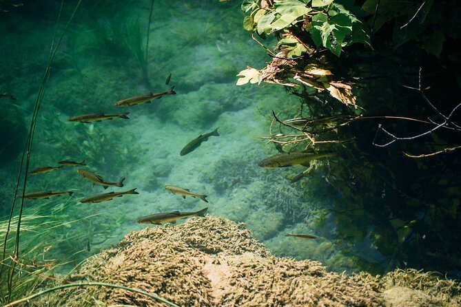 From Split: Krka Waterfalls, Food & Wine Tasting Tour - Swimming rules in Krka: the Skradin beach that you actually use