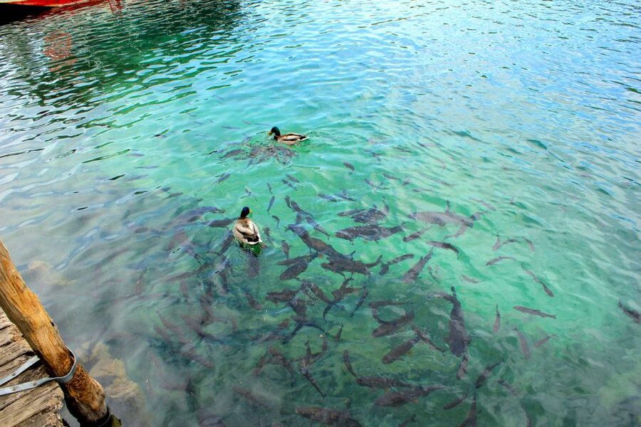 From Split: Plitvice Lakes Fully-Guided Day Tour - Leaving Split: the bus ride, the meeting point, and why arriving early helps