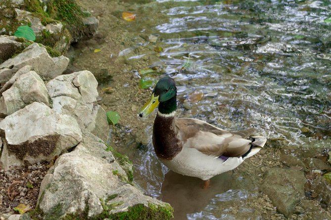 Full-Day Private Plitvice Lakes National Park Tour from Split - Price and value: what you’re really paying for
