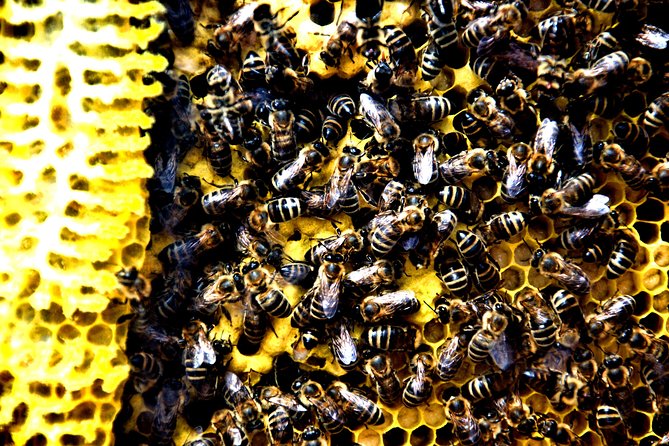 Give Bees a chance! - Where it starts in Rogač, and why pickup matters