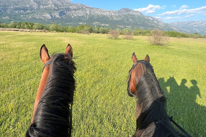 Horseback Riding Experience with transport from Dubrovnik - After the ride: local bites, homemade wine, Rakija, and elderflower drinks