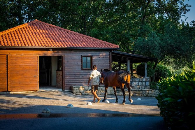 Horseback Riding in Konavle Region with Transport from Dubrovnik - Two Hours of Riding: Forest Paths, the Adriatic Coast, and Popovići