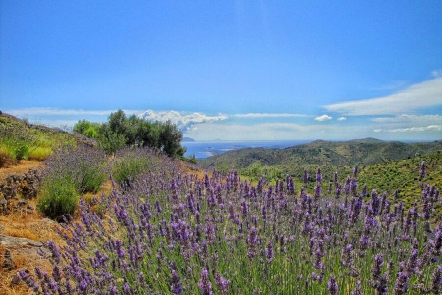 Hvar: Island tour with Wine and Olive Oil Tasting - Key moments you should plan around
