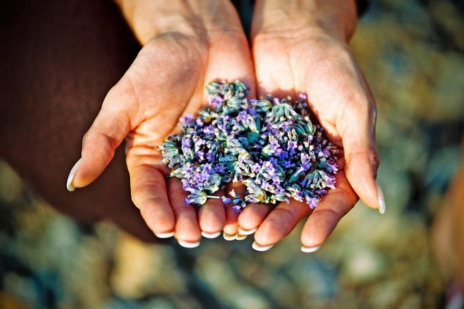 Hvar Lavender Small Group Tour - Key moments worth booking