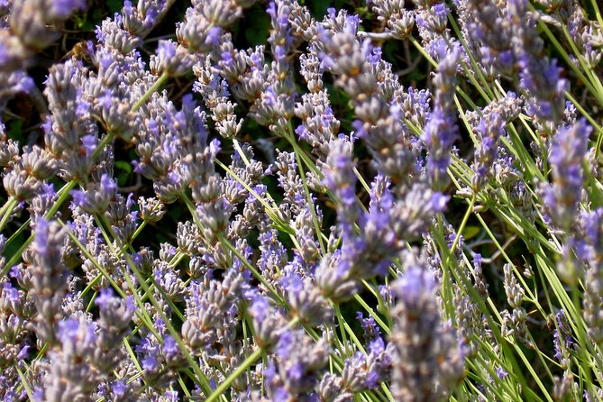 Hvar Lavender Small Group Tour - Small-group pacing, max 12: why it feels easier