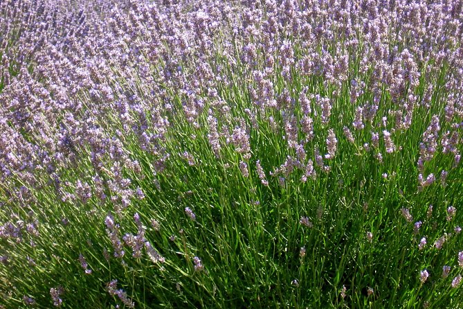 Hvar Lavender Small Group Tour - Who this tour suits best (and who might want something else)