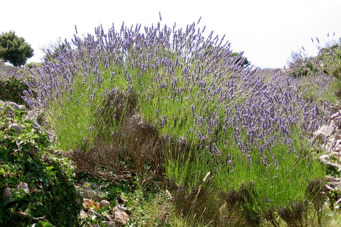 Hvar Lavender Small Group Tour - Brusje lavender fields: the view and the photo window