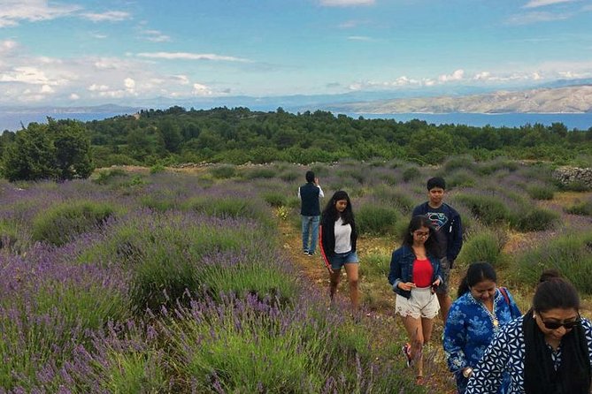 Hvar Lavender Tour - Meeting point, start time, and what “easy hike” really means